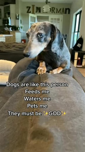 The Divine Comparison Between Dogs and Cats