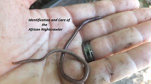 How to Identify the African Nightcrawler Composting Worm