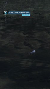 353K views · 4.8K reactions | Is this the ultimate ‘hatch’ for trout...