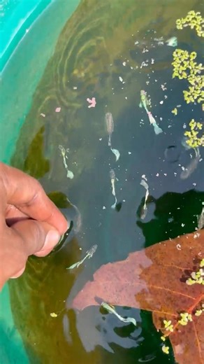 🤯Relaxing Guppy Feeding Routine | Morning Aquarium Vibes 🐠| Guppy Breeding Setup🥳