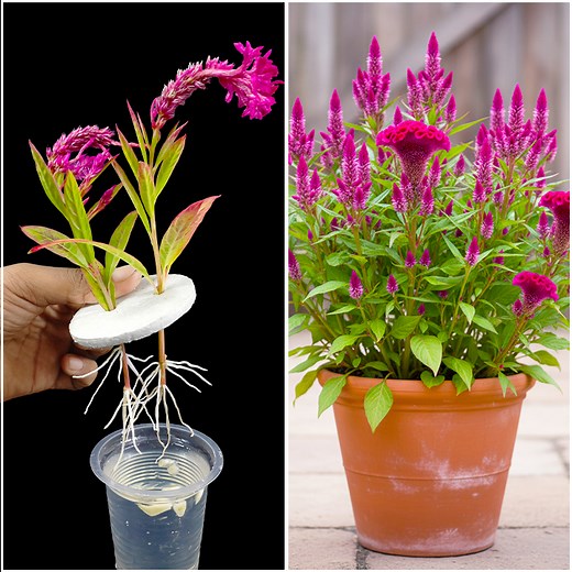 6.9K views · 53 reactions | Stem to plant at home | Growing celosia flower plant by stem | Tips & tricks in this video | DIY IndoorGarden | Facebook
