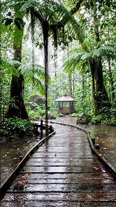 Rainy Rainforest Walk 🌧️ Peaceful Jungle Path | Relaxing Nature Sounds #Shorts