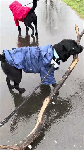 Easter Sunday walks in the snow #labradors #labrador #blacklab #dog