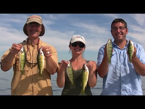 Early Fall Lake Erie Perch using Live Minnows