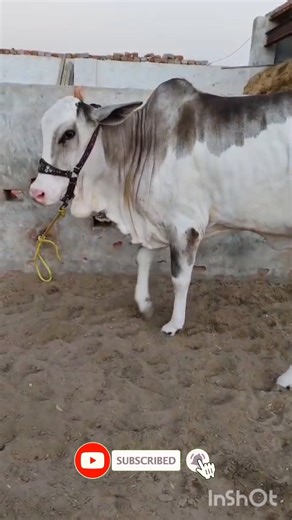 pink nose cow Ablak print #animals #short