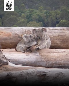 Bushfires are raging through critical koala habitat & as many as 350 koalas have already perished. Right now, they urgently need help & once the fires clear, we need to restore what has been lost. Adopt a koala & help care for injured koalas & restore their homes. | WWF-Australia | Facebook