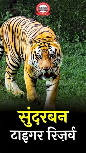 🐯 Sundarban Tiger Reserve - #tigerreserve #sundarban #facts