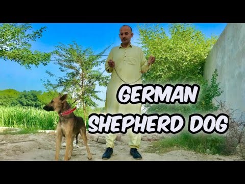 German shepherd dog; Dog Creative commons channel=Niaz ahmad 7575