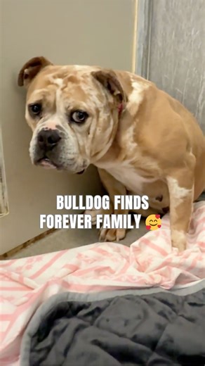 Watch the Moment Scared Shelter Bulldog Melts into a Lap and Meets her Forever Family 🥰 | Rocky Kanaka