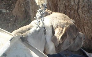 Phoenix passes anti-tethering law | Cronkite News