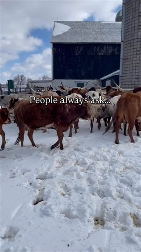 At 4th Line Cattle Co, “pasture-raised” isn’t a summer label, it’s a year-round commitment. And the only way that’s possible in a Canadian winter is preparation. 🌾 1. We grow the winter feed all year long Long before the snow arrives, we’re planning next season’s grazing. That means: Rotational grazing to let pastures regrow Cutting and baling our own hay at peak nutrition Stockpiling pasture so cattle can graze well into early winter This lets us feed exactly what they’d choose for themselves: