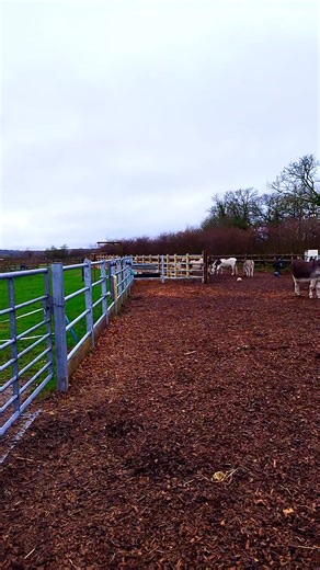 The Donkey Sanctuary🫶🏼#England🇬🇧 #Exeter #Exeter