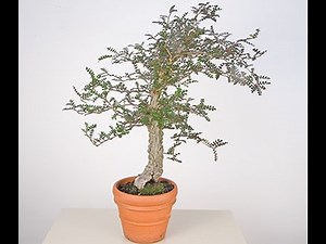 Growing the Elephant Tree (Operculicarya decaryi)