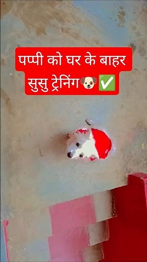 Puppy pee training🐕😱 #trending #petshub #cutepet #viral #pets #reels #puppytraining #puppylife #dog
