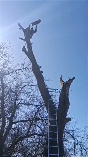 Арбористика #arboriculture #garden #tree Мастер в деле.