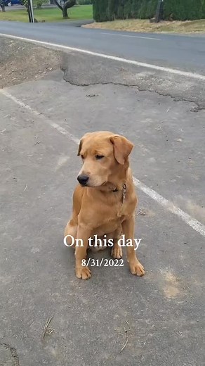 Rusty always gets so sad when the kids go back to school.