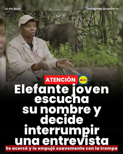 #ATENCIÓN | Elefante joven escucha su nombre y decide interrumpir una entrevista 🚨. Un momento lleno de ternura y conexión conmovió recientemente durante una filmación realizada en el Orfanato de Elefantes HERD Elephant Orphanage, en Sudáfrica, donde un pequeño elefante rescatado sorprendió al equipo de producción al interrumpir espontáneamente una entrevista. Según registró la productora Black Bean Productions, el elefante bebé Shavo escuchó su nombre mientras se realizaba la grabación y se ac