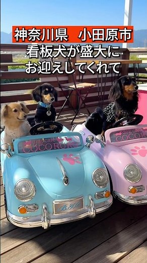 【小田原市】食事も美味しいドッグカフェ #神奈川グルメ #小田原 #ドッグカフェ