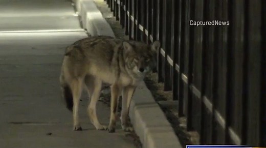 72K views · 631 reactions | STAY ALERT! A 5-year-old boy and a...