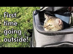 Putting my Cat in a Backpack and Going Outside for the First Time