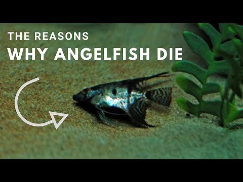 The Reasons Why Angelfish Die