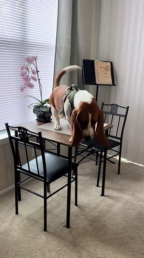 78K views · 1.3K reactions | Nothing is basset proof. Tiktok- @ banjo_the_hound | Basset Hound Heaven | Facebook