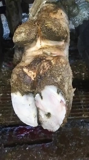 Interacted hoof needing some extra help! #hoofcare #hoofcleaning #hoofpicking