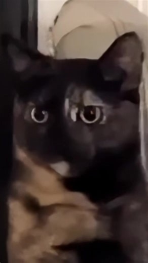 The Weirdest Cats That Will Make You Smile