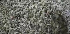 Anmol Cattle Farming on Reels