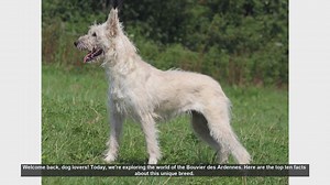 Top 10 Facts About the Bouvier des Ardennes