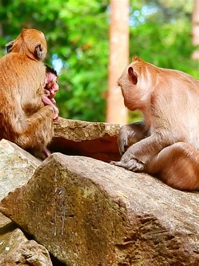 Beautiful Mom & baby Beautiful Animals Relaxing & Stress Relief