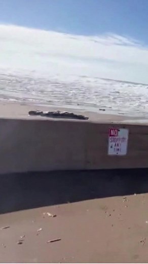WATCH OUT! Rogue wave took down Ventura beachgoers and left witnesses taking videos running for their lives. MORE⬇ | FOX 11 Los Angeles