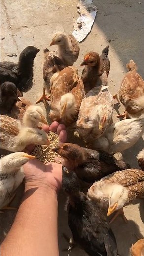 feeding chicks