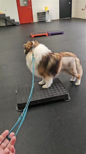 Orion is in a committed relationship with training platforms.