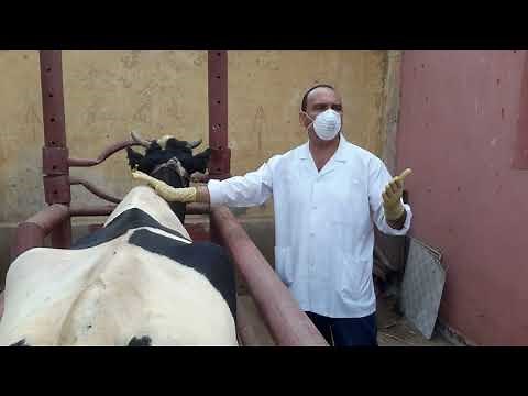 Tuberculin tests application (SID & CSID) in cattle