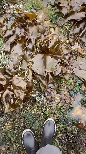 Exploring the Wonders of Sea Anemones in Tide Pools