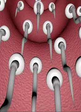 Human Reproduction (3D animation)