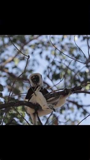 These Lemurs Move Like Humans 🐒 Madagascar Sifaka | Madagascar: Lost and Forgotten