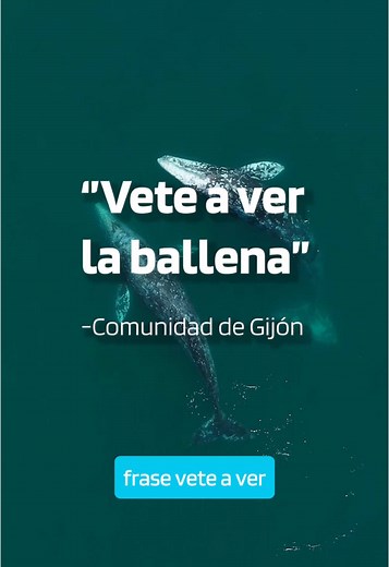 Con nuestro servicio directo Madrid-Gijón te van a entrar ganas de ir a buscar esa ballena una y otra vez 👀🐋 #alsa #gijon #madrid #lineadirecta #autobus #ballenas