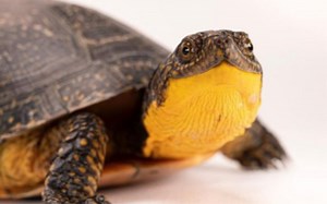 当我抬起头 流星又来临 流星泽龟（布氏拟龟）Emydoidea blandingii