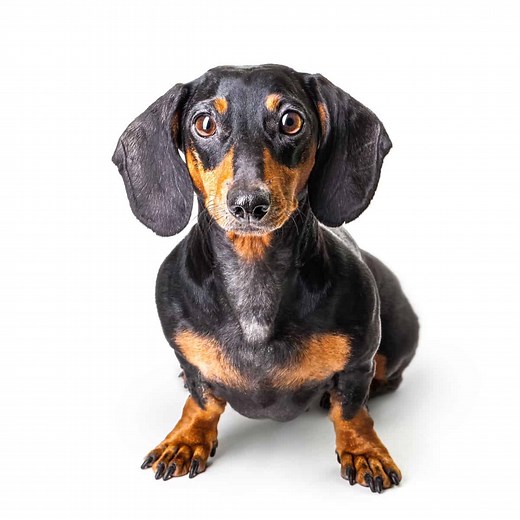 The 210 Best Dachshund Names for Your Loveable Wiener Dog