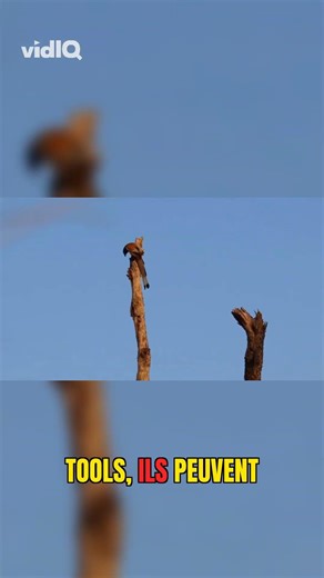 Crows: Smarter Than You Think! Face Recognition & Tools!