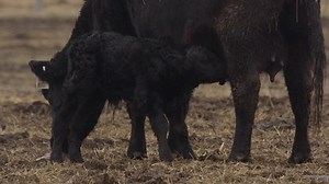 Close on newborn calf suckling udder as cow chews afterbirth