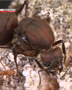Quick! The Ant Queen is sending out an emergency call—tiny but mighty! 🐜📣🎥 ⬇️ https://www3.nhk.or.jp/nhkworld/en/shows/2015338/?cid=wohk-fb-org Science View Ant Talk | NHK WORLD-JAPAN