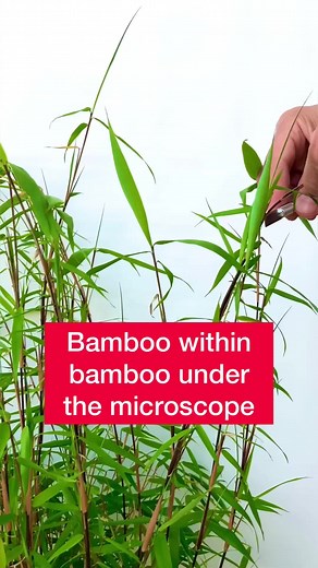 Exploring Mini Bamboo Plant Shapes Under the Microscope