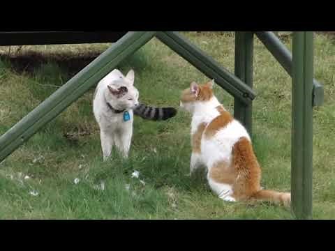 Gatos brigando