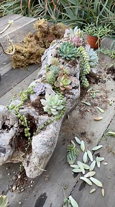 3.5K views · 43 reactions | Let’s make a succulent design with this beautiful piece of grapevine  | Unique Succulent Designs | Facebook