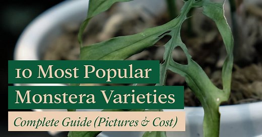 10 Most Popular Monstera Varieties: Complete Guide (Pictures & Cost)