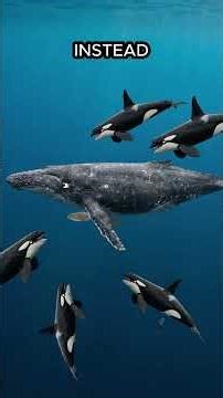 When Humpback Whales Become Heroes