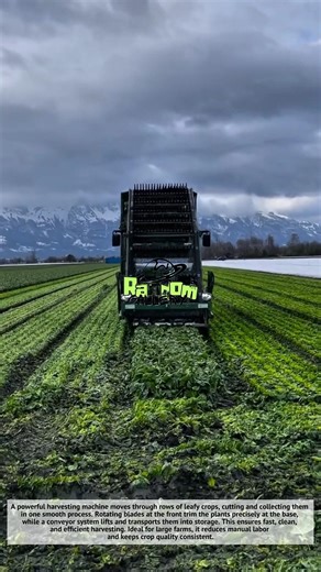 Amazing, Insane Vegetable Harvesting Machine Working Fast! 🥬🚜